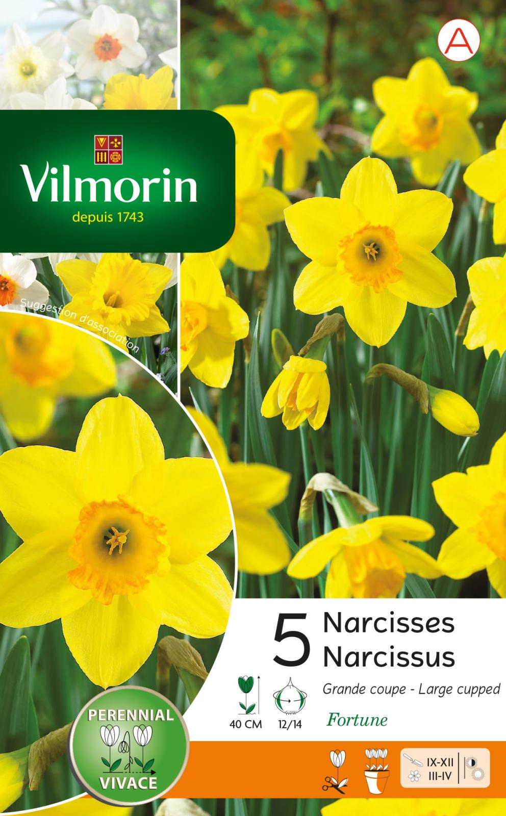 Narcisse Fortune Fleur de printemps Vilmorin Jardin — free download